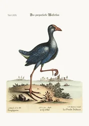 Das Purpurhuhn, 1749-73